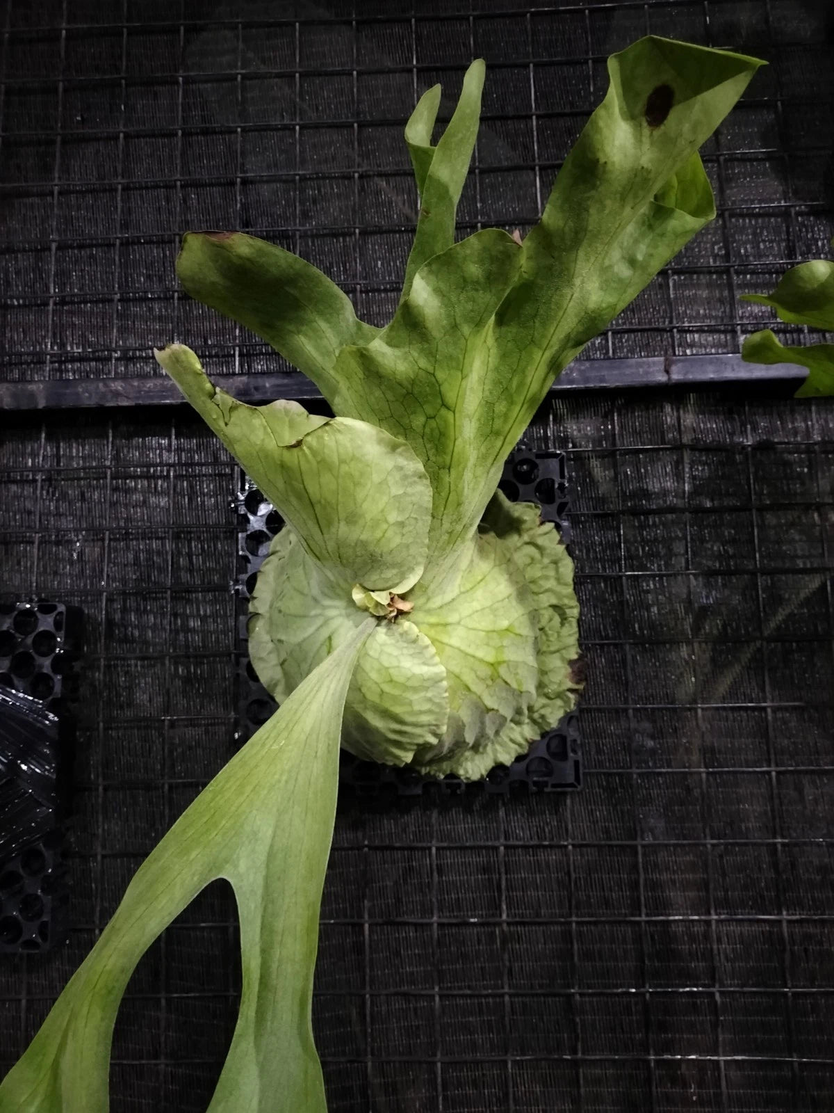 Platycerium grande - Rare 'Tongue' Staghorn Fern
