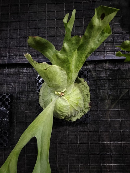 Platycerium grande - Rare 'Tongue' Staghorn Fern