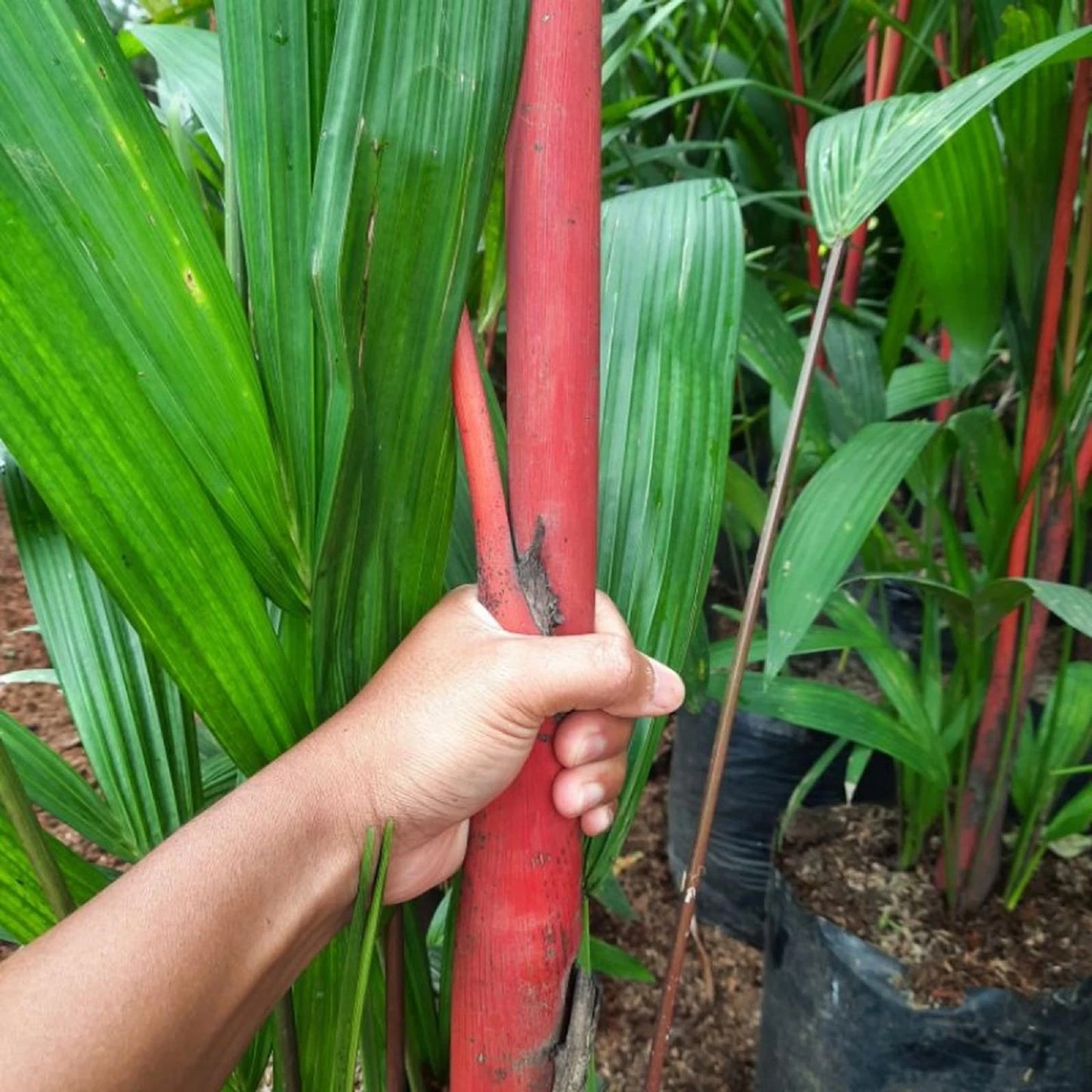 Cyrtostachys renda (Red Sealing Wax Palm) - Rare Tropical Specimen
