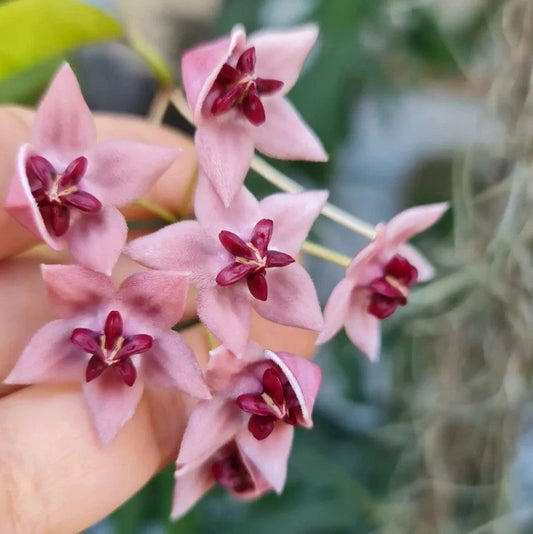 Hoya piestolepis Sp. Papua (Rare Tropical Wax Plant / Exotic Epiphytic Vine) – Premium Rare Epiphyte & Botanical Specimen for Planting