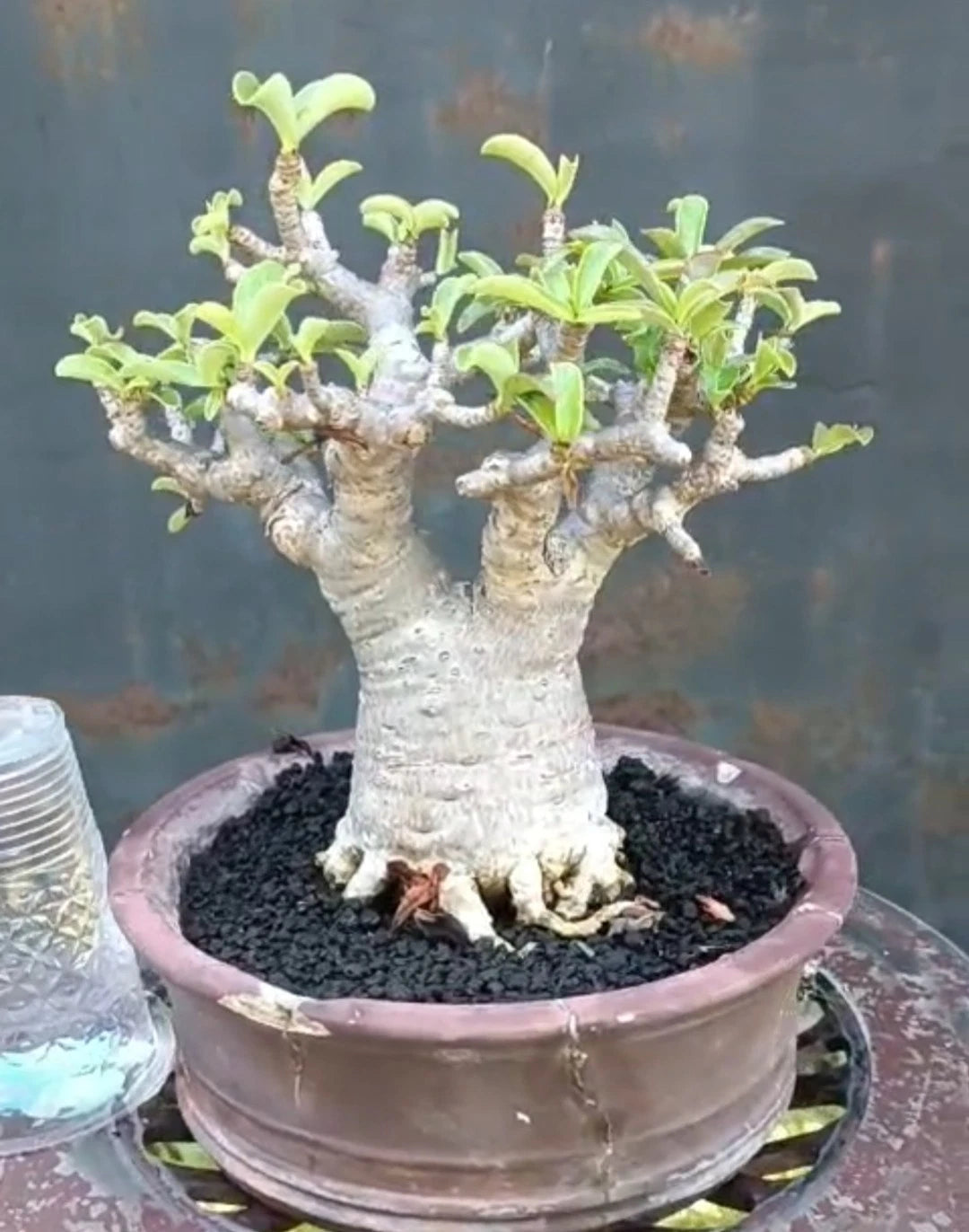 Adenium 'Ra Chi Nee' (RCN) – Premium Dwarf Bonsai Desert Rose