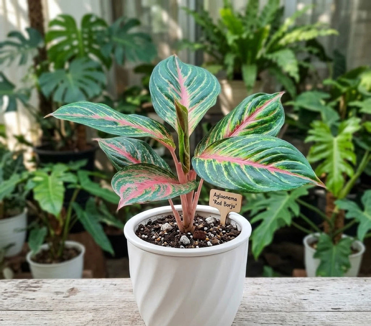 Aglaonema 'Red Borju' – Vibrant Tropical Indoor Beauty