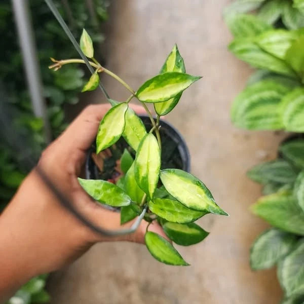 Hoya Lacunosa Agni – Rare Tropical Indoor Outdoor Wax Plant Certified Live Specimen for Planting