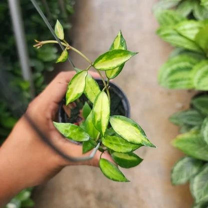 Hoya Lacunosa Agni – Rare Tropical Indoor Outdoor Wax Plant Certified Live Specimen for Planting