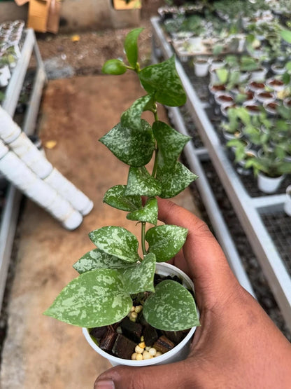 Hoya Lacunosa Sweet Love Seeds (Hoya lacunosa var. Sweet Love) – Premium Certified Rare Heart-Shaped Foliage Tropical Indoor Wax Plant Climbing Vine Seeds for Planting