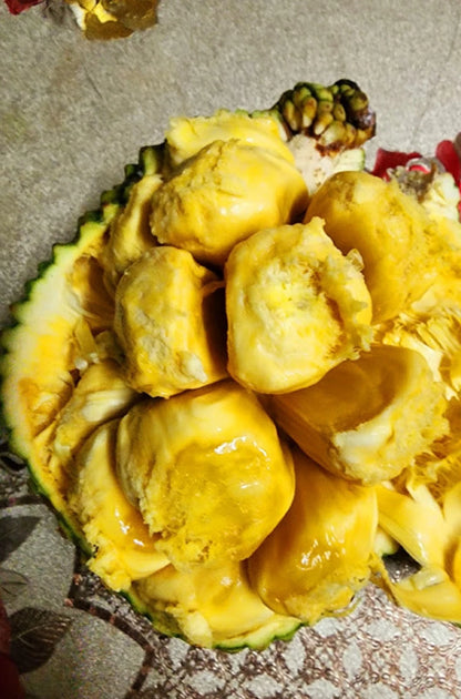Cempedak Durian - Rare Grafted Exotic Fruit Tree