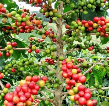 2000+ Premium Coffee Seeds (Coffea arabica var. typica) – Certified Heirloom Typica Coffee Bean Crop Seeds for Planting