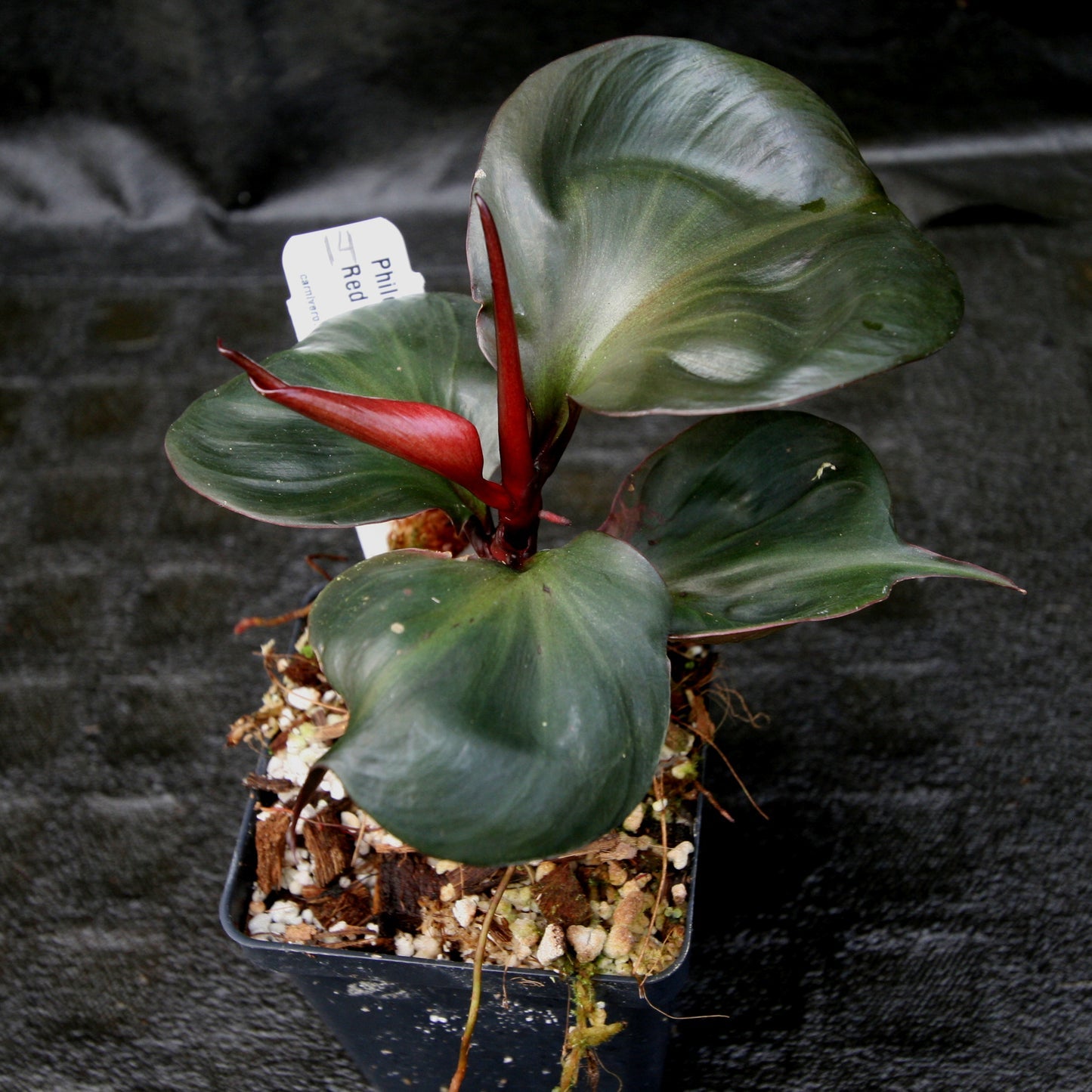 Philodendron Red Heart Rare Tropical Plant | Beautiful Red Leaves | Indoor Exotic Houseplant