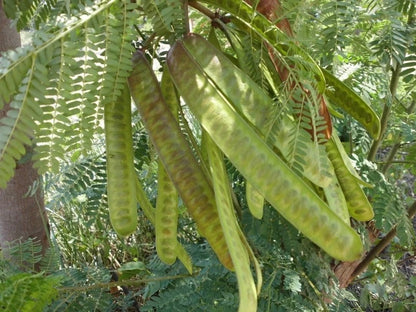 100+ White Lead Tree Seeds (Leucaena leucocephala) – Certified Ipil Ipil & River Tamarind Fast-Growing Tree Crop Seeds for Planting