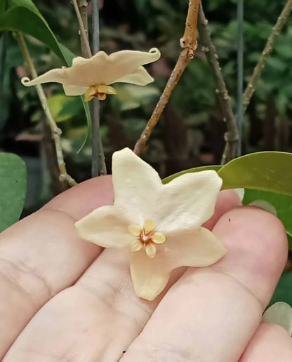 Rare Hoya Evelinae Sp Papua - Premium Soft Pink Flower Exotic Tropical Wax Plant