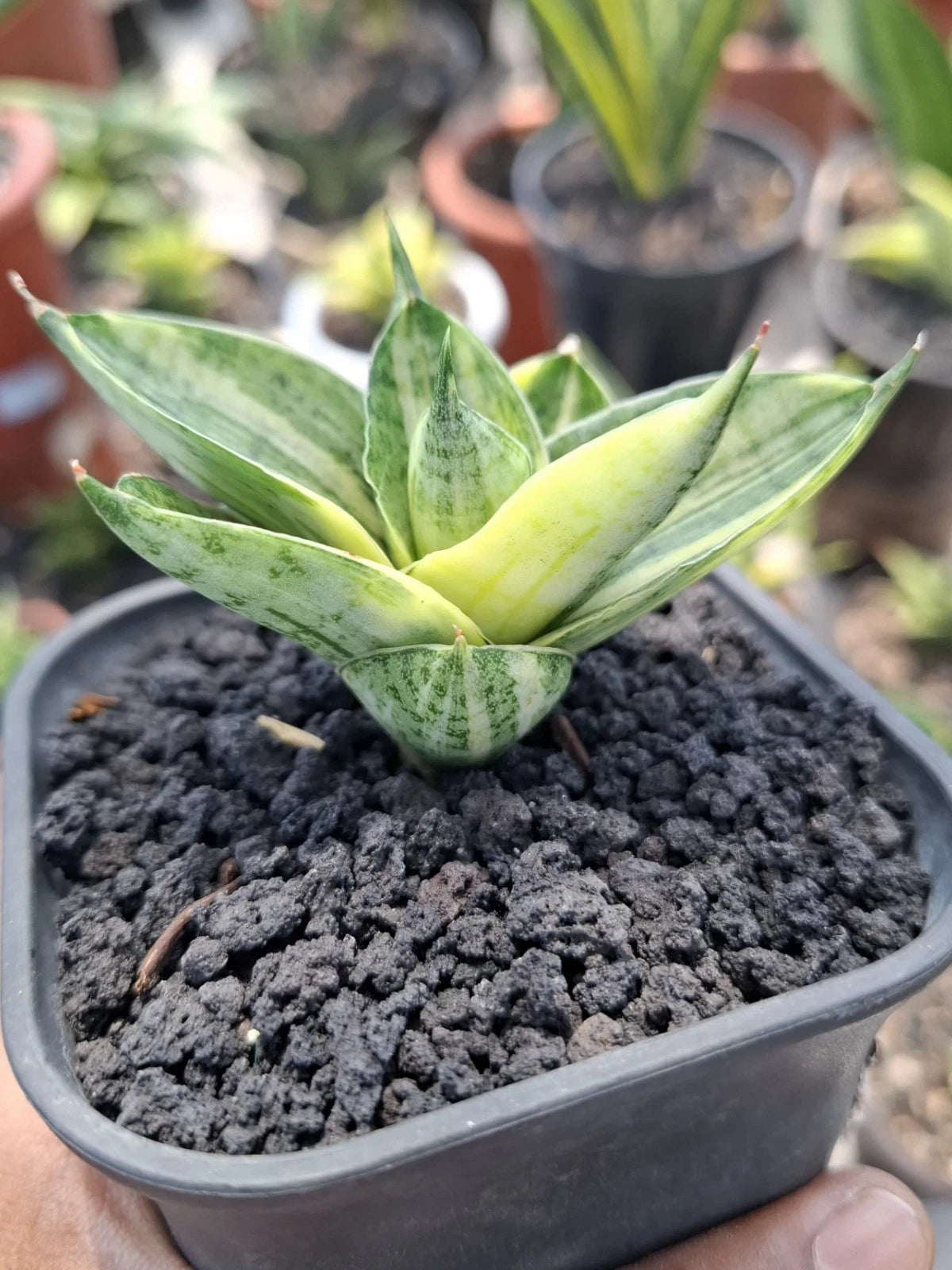 Sansevieria 'Manja' Variegated - Rare Tropical Snake Plant