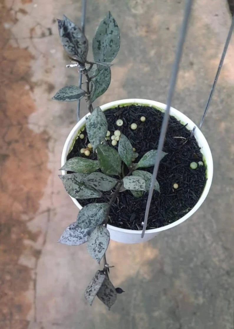 Hoya Lacunosa Black Aurora Seeds (Hoya lacunosa var. Black Aurora) – Premium Certified Rare Dark Foliage Tropical Indoor Wax Plant Climbing Vine Seeds for Planting