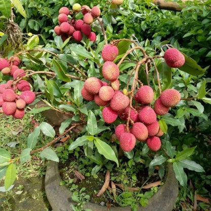Red Lychee (Kelengkeng Merah) - Premium Grafted Sweet Tropical Fruit Tree