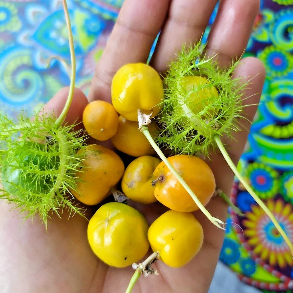 Rambusa (Mini Passion Fruit) – 1,000+ Premium Seeds (Passiflora foetida)