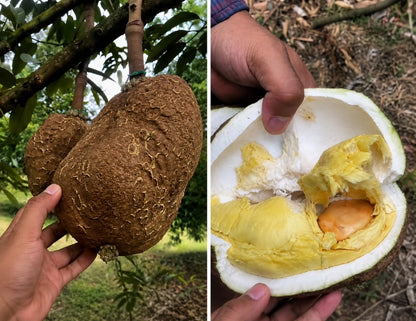 Durian 'Gundul' (Thornless) - Premium Grafted Rare Fruit Tree