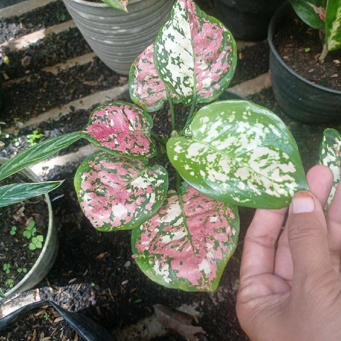 Rare Aglaonema Three Color Live Plant - Premium Tricolor Tropical Houseplant