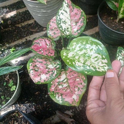 Rare Aglaonema Three Color Live Plant - Premium Tricolor Tropical Houseplant
