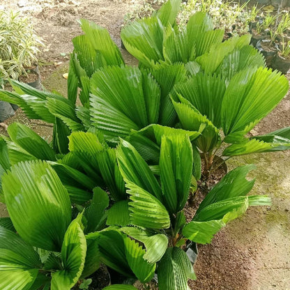 Licuala grandis - Rare Ruffled Fan Palm Tropical Plant