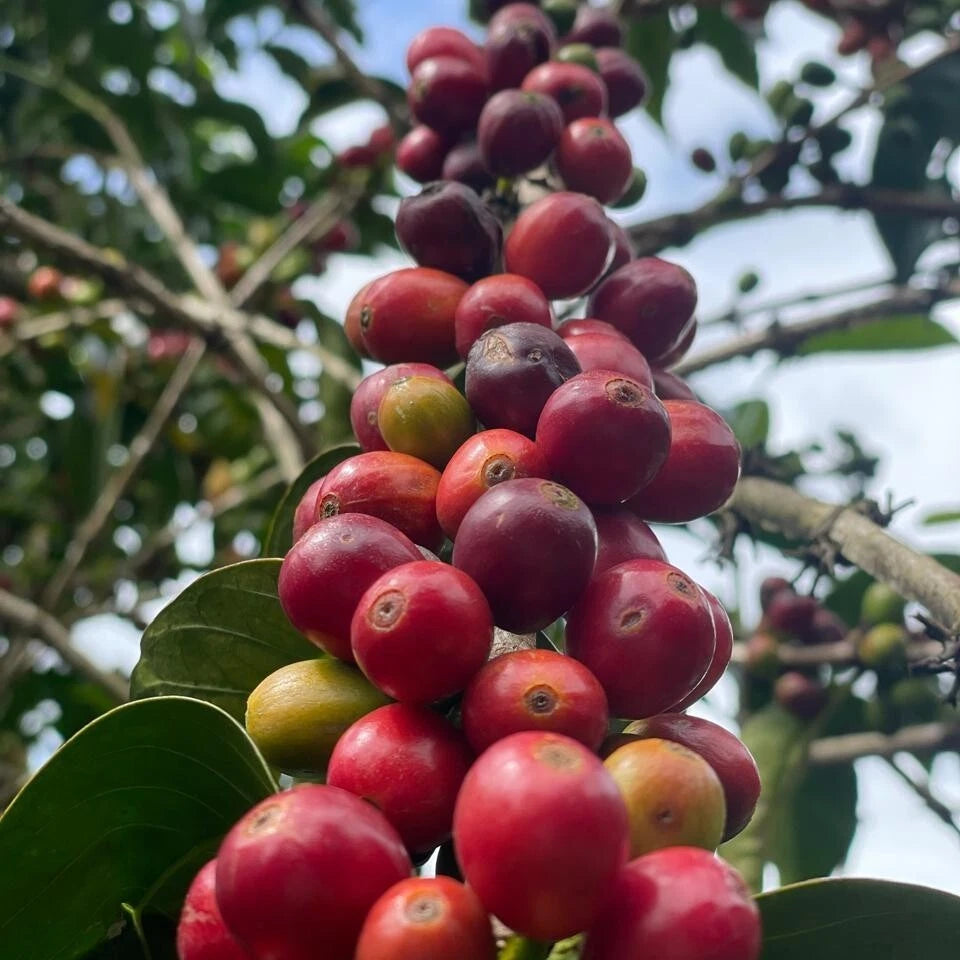 Buon Ma Thuot Coffee Seeds 120 pcs (Coffea sp.) – Premium Certified High-Yield Robusta/Arabica Coffee Bean Plant Seeds for Planting