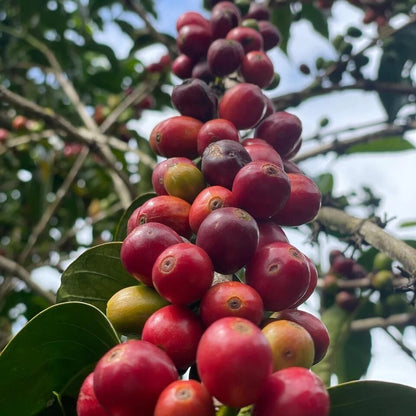 Buon Ma Thuot Coffee Seeds 120 pcs (Coffea sp.) – Premium Certified High-Yield Robusta/Arabica Coffee Bean Plant Seeds for Planting