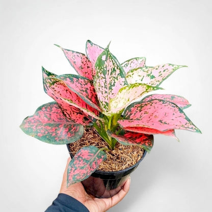 Aglaonema 'Kom Kom Red' - The Royal Tropical Statement Piece