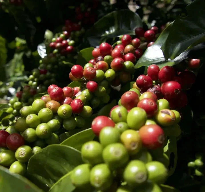 Superior Maragogipe Coffee Seeds 120+ pcs (Coffea arabica var. maragogipe) – Premium Certified Elephant Bean Coffee Plant Seeds for Planting