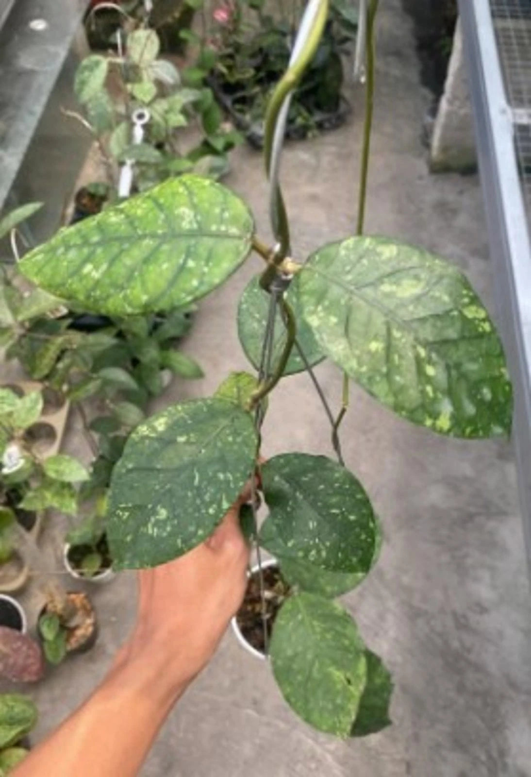 Hoya sp. Lampung - Rare Tropical Wax Plant