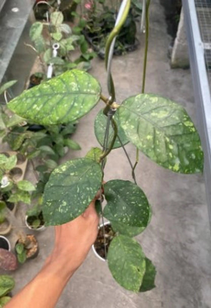 Hoya sp. Lampung - Rare Tropical Wax Plant