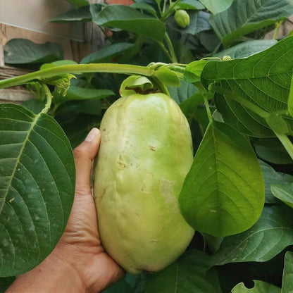 Giant Granadilla Passion Fruit (Passiflora quadrangularis) – 150+ Premium Seeds