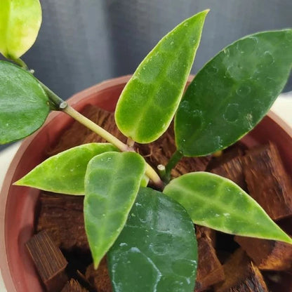 Hoya Lacunosa ‘Kayas’ | Rare Tropical Wax Plant | Collector Hoya | Indoor Outdoor Houseplant