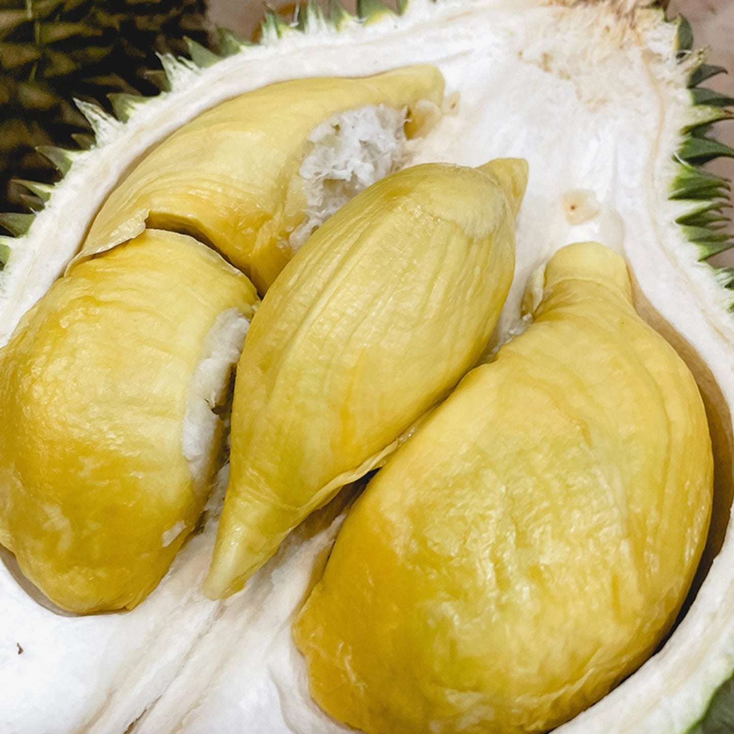 Sun Durian (Durian Matahari) - Premium Grafted Fast-Fruiting Tropical Tree
