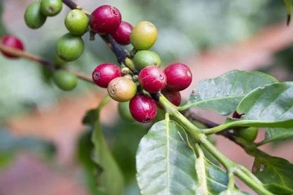 SL10 Coffee Seeds (Coffea arabica var. SL10) – Certified High-Yield Gourmet Coffee Bean Seeds for Planting (120 Pcs)