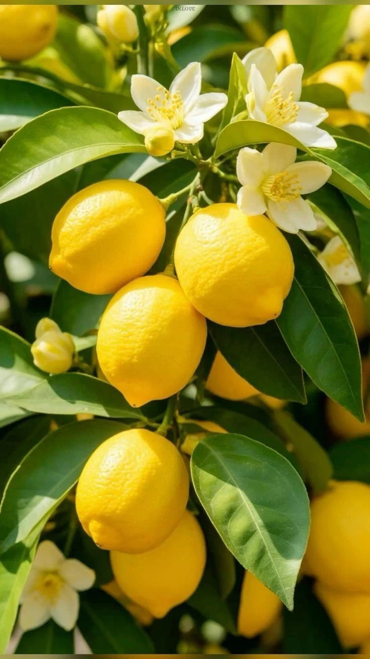Lemon Eureka Seeds (Citrus Limon) – Certified Heirloom Acid Citrus Fruit Crop for Planting