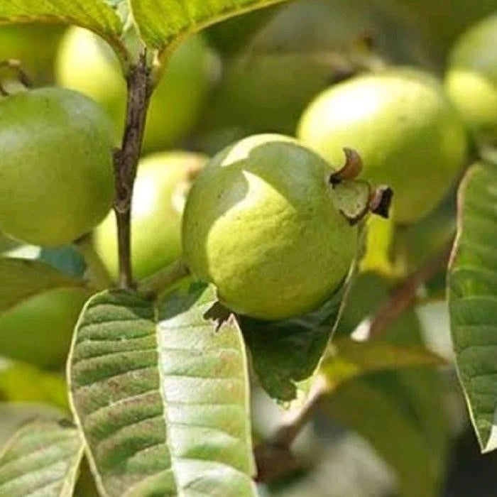 250+ Premium Guava Seeds (Psidium guajava var. White Getas Guava) – Certified Heirloom Tropical Fruit Tree Seeds for Planting