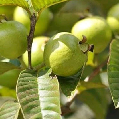 250+ Premium Guava Seeds (Psidium guajava var. White Getas Guava) – Certified Heirloom Tropical Fruit Tree Seeds for Planting