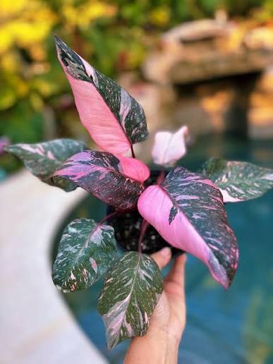 Philodendron 'Pink Rose' - Rare Variegated Tropical Collector Specimen
