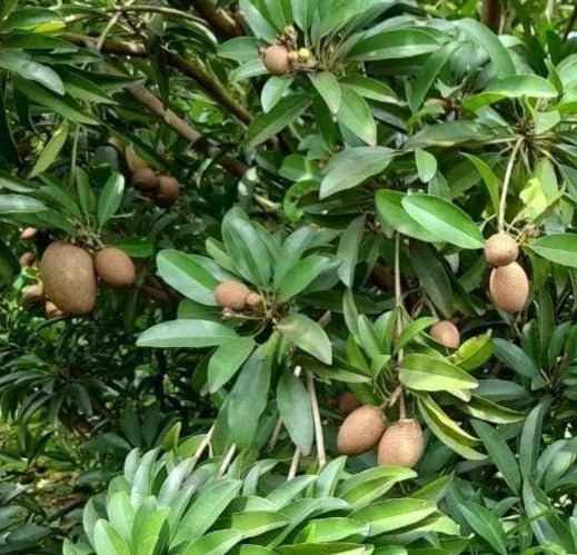 Prolific Sapodilla Seeds (Manilkara zapota) – 35 Premium High-Yielding Sweet Chikoo Seeds