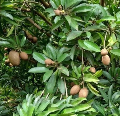 Prolific Sapodilla Seeds (Manilkara zapota) – 35 Premium High-Yielding Sweet Chikoo Seeds