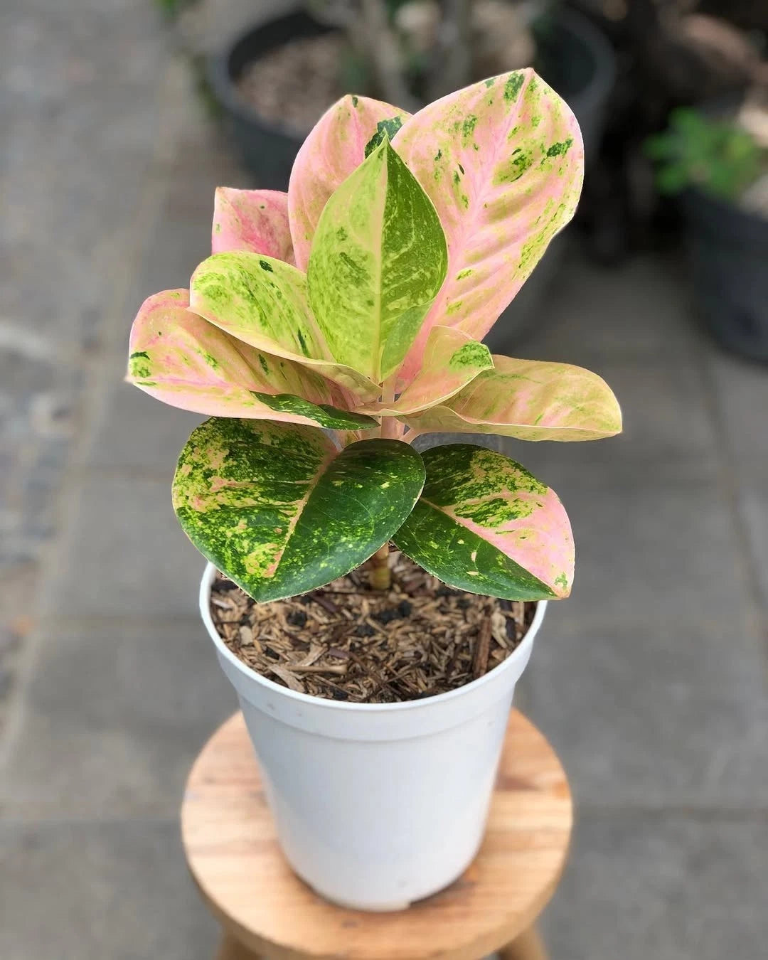 Aglaonema 'Emerald' - Timeless & Lush Tropical Houseplant