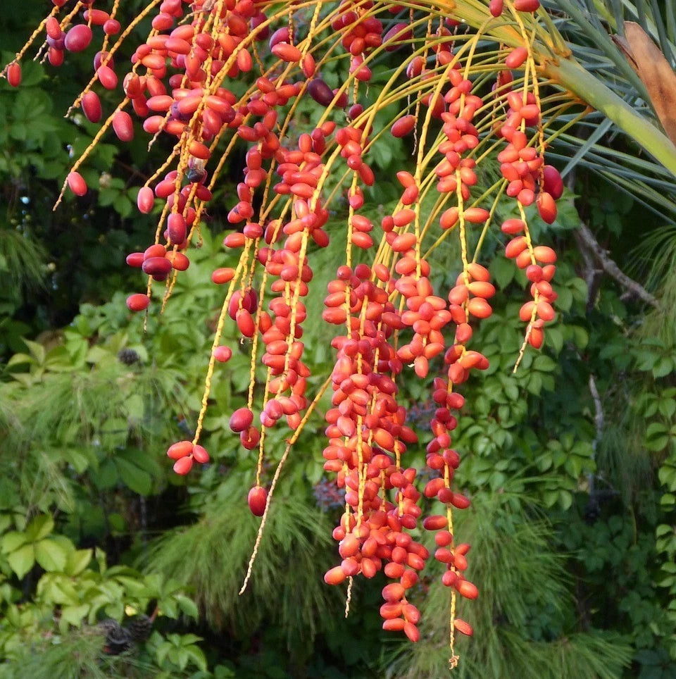 35+ 'Anbara' Date Palm Seeds (Phoenix dactylifera) – Elite Saudi Heirloom Variety (Collectors Quality)