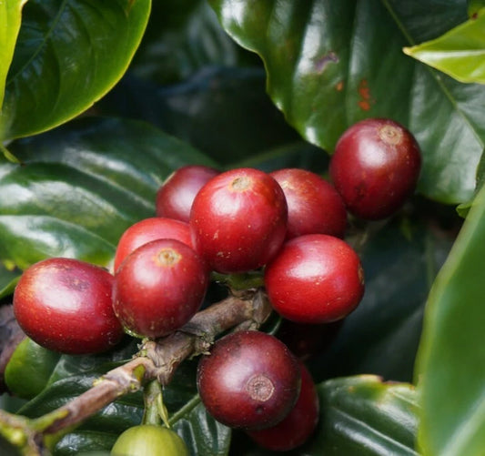 120+ Borbor Coffee Seeds (Coffea sp. / Rare Heritage Arabica Coffee Cultivar Bean Seeds) – Premium Botanical Specimen Plant Seeds for Planting