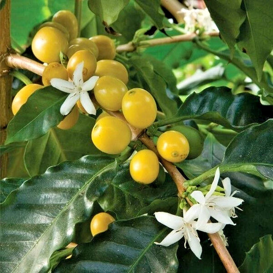 Yellow Caturra Coffee Seeds 2,000+ (Coffea arabica var. Caturra Amarillo) – Bulk Rare High-Altitude Specialty Coffee Beans for Planting