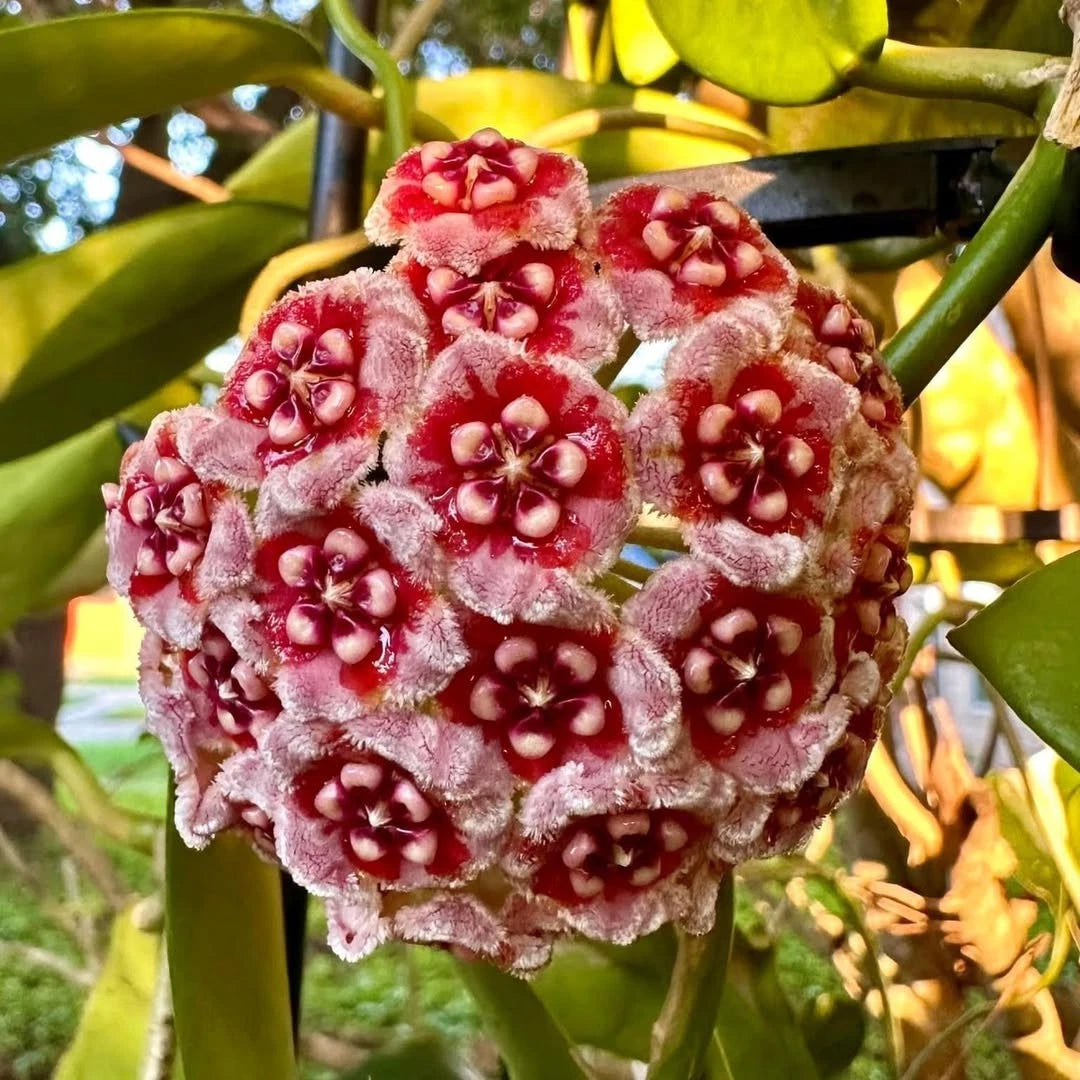 Hoya Meliflua Live Plant - Rare Tropical Wax Plant