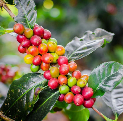 San Ramon Coffee Seeds (Coffea arabica var. San Ramon) – Rare Dwarf Gourmet Coffee Bean Seeds for Planting (120 Pcs)