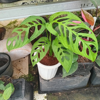 Monstera esqueleto - Rare Mature Fenestrated Aroid