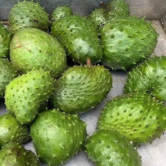 Premium Soursop Seeds var. Tainung (Annona muricata) – Sweet Soursop Exotic Fruit Seeds for Planting (100 Pcs)