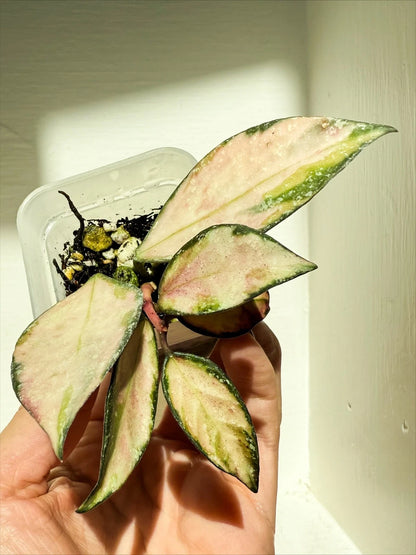 Hoya Nabawanensis 'Variegated' – Rare Tropical Variegated Wax Plant Indoor/Outdoor Living Specimen