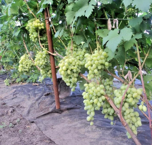 Galahad Grape Seeds (Vitis vinifera / 100+ Premium Early-Ripening Sweet Table Grape Seeds) – Premium Exotic Botanical Specimen Plant Seeds for Planting