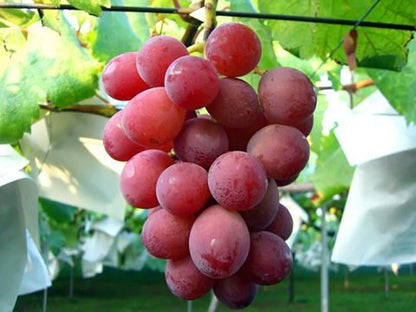 Ruby Roman Grape Seeds (Vitis vinifera var. Ruby Roman) – Premium Certified Ultra-Rare Luxury Japanese Table Grape Vine Seeds for Planting (100 Pcs)