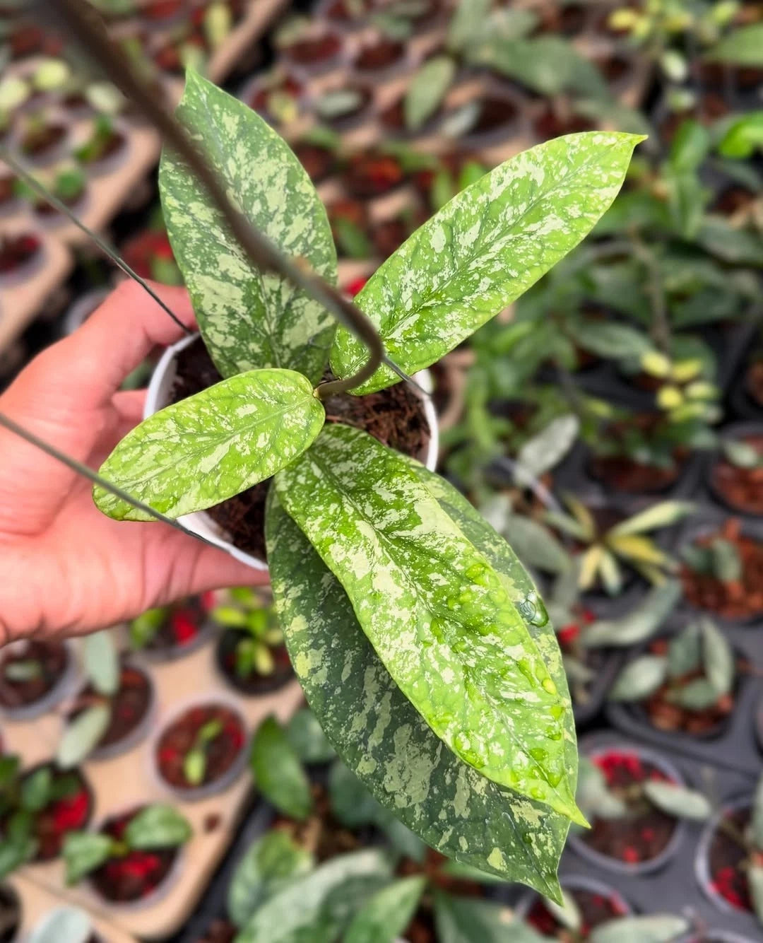 Hoya Meredithii Splash Long Leaf Rare Tropical Indoor Outdoor Wax Plant – Premium Certified Rare Hoya Cuttings/Plants for Planting